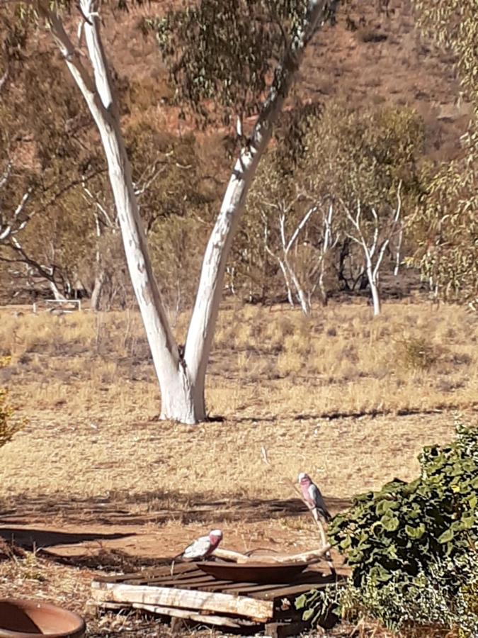Squeakywindmill Boutique Tent B&B Alice Springs Bagian luar foto